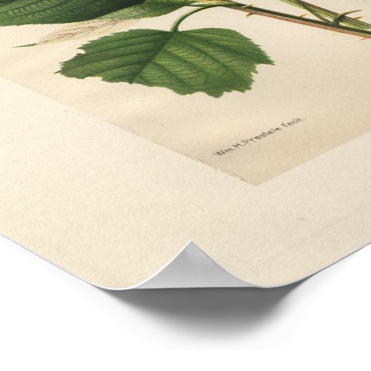 Hannibal Raspberry Print (Hoek)