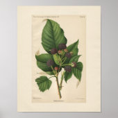 Hannibal Raspberry Print (Voorkant)