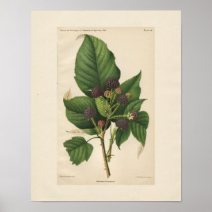 Hannibal Raspberry Print
