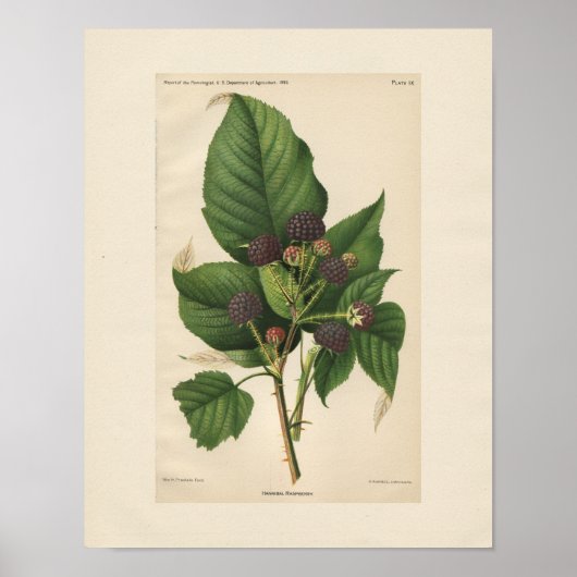  Hannibal Raspberry Print (Voorkant)