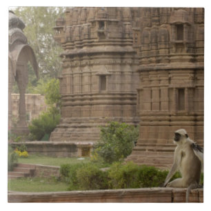Hanuman Langurs of zwart gezicht, gewone of grijze Tegeltje