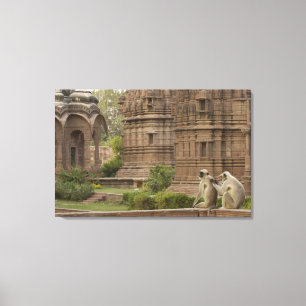 Hanuman Langurs of zwartgelooid, gewoon of grijs Canvas Afdruk