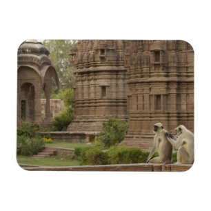 Hanuman Langurs of zwartgelooid, gewoon of grijs Magneet