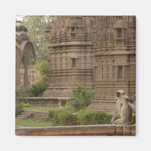 Hanuman Langurs of zwartgelooid, gewoon of grijs Magneet