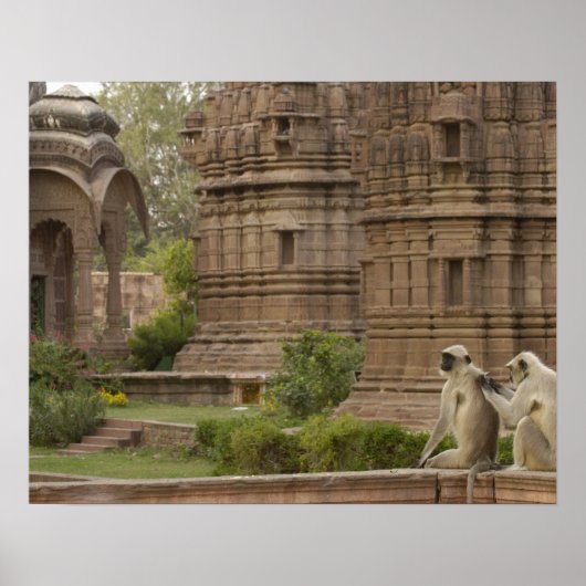 Hanuman Langurs of zwartgelooid, gewoon of grijs Poster (Voorkant)