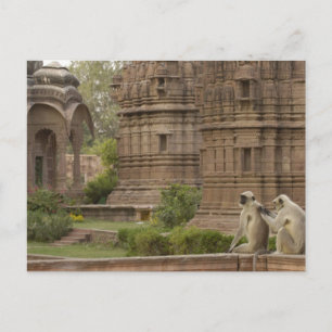 Hanuman Langurs of zwartgezicht, gewone of grijze Briefkaart