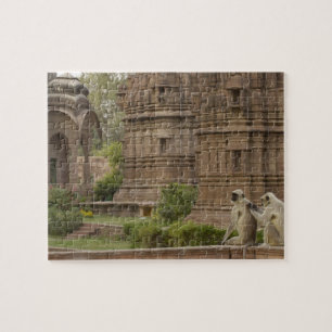 Hanuman Langurs of zwartkop, gewone of grijze Legpuzzel