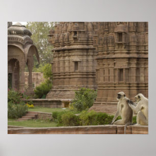 Hanuman Langurs of zwartkop, gewone of grijze Poster