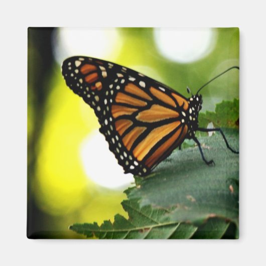 Happines is een vlinder magneet (Voorkant)