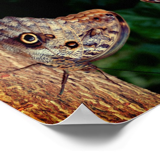 Happiness Brown Butterfly Abstract Inspirational  Poster (Hoek)