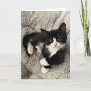 Happiness Kitten Blank Folded Card Bedankkaart