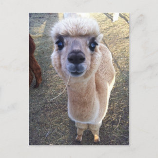 Happy alpaca zegt hallo briefkaart