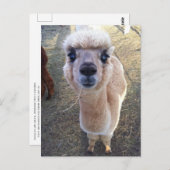 Happy alpaca zegt hallo briefkaart (Voorkant / Achterkant)