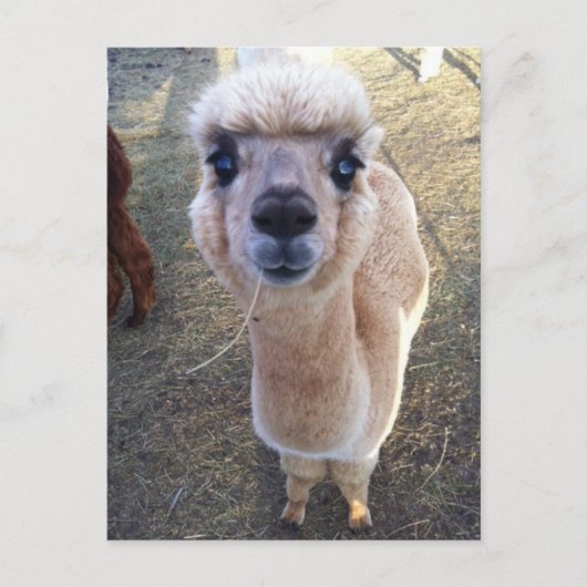 Happy alpaca zegt hallo briefkaart (Voorkant)