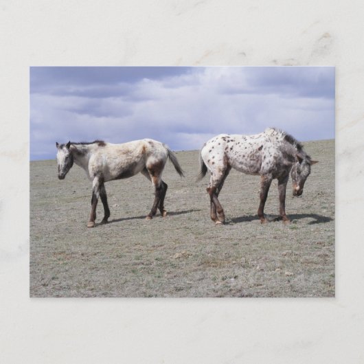 Happy Appys Briefkaart (Voorkant)