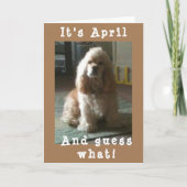 HAPPY *APRIL* BIRTHDAAG VAN CUTE COCKER SPANIEL KAART (Voorkant)