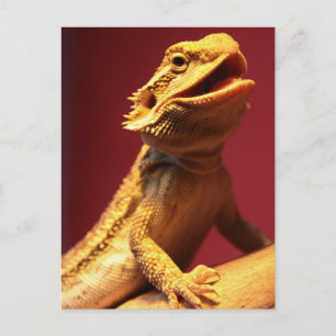 Happy Bearded Dragon Briefkaart