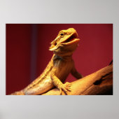 Happy Bearded Dragon Poster (Voorkant)