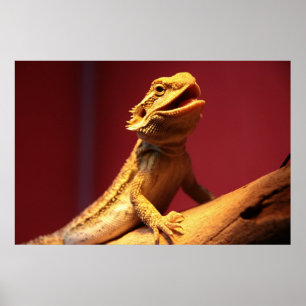 Happy Bearded Dragon Poster