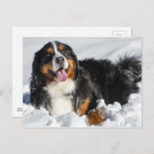 Happy Bernese Mountain Dog in Winter Snow Briefkaart (Voorkant / Achterkant)