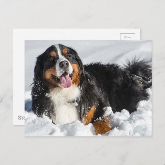 Happy Bernese Mountain Dog in Winter Snow Briefkaart (Voorkant / Achterkant)