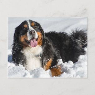 Happy Bernese Mountain Dog in Winter Snow Briefkaart