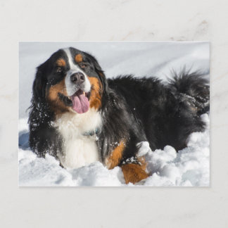 Happy Bernese Mountain Dog in Winter Snow Briefkaart