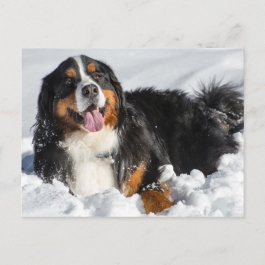 Happy Bernese Mountain Dog in Winter Snow Briefkaart (Voorkant)