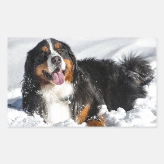 Happy Bernese Mountain Dog in Winter Snow Rechthoekige Sticker (Voorkant)