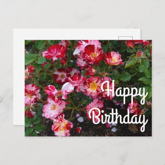 Happy Birthday 4 juli Roos #1 Ansichtkaart Briefkaart (Voorkant / Achterkant)