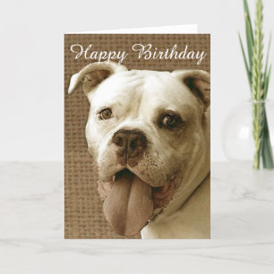 Happy Birthday American bulldog greeting card Kaart