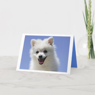 Happy Birthday American Eskimo Puppy Dog Card Kaart