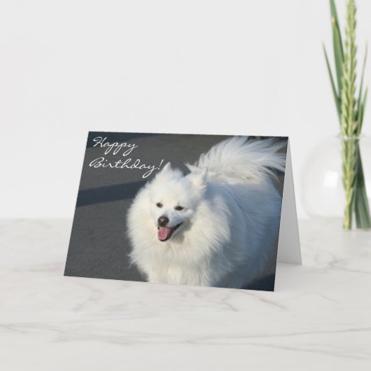 Happy Birthday American Eskimo wenskaart Kaart (Voorkant)