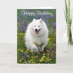 Happy Birthday American Eskimo Wenskaart Kaart