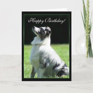 Happy Birthday Australian Shepherd greeting card Kaart