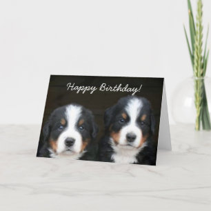 Happy Birthday Bernese pups wenskaart Kaart