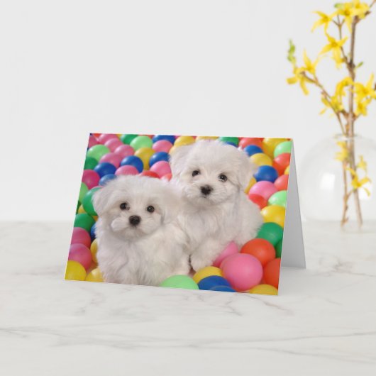 Happy Birthday Bichon Frise White Puppy Dog Kaart (Gele Bloem)