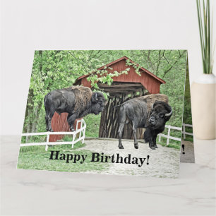 Happy Birthday Bison Bull op de overdekte brug Kaart