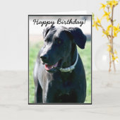 Happy Birthday Black Great Dane wenskaart Kaart (Gele Bloem)