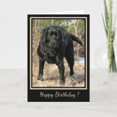 Happy Birthday Black Labrador - Hond op eenden Kaart (Voorkant)