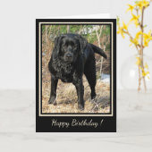 Happy Birthday Black Labrador - Hond op eenden Kaart (Gele Bloem)