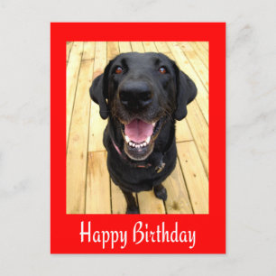 Happy Birthday Black Labrador Retriever Post Card Briefkaart