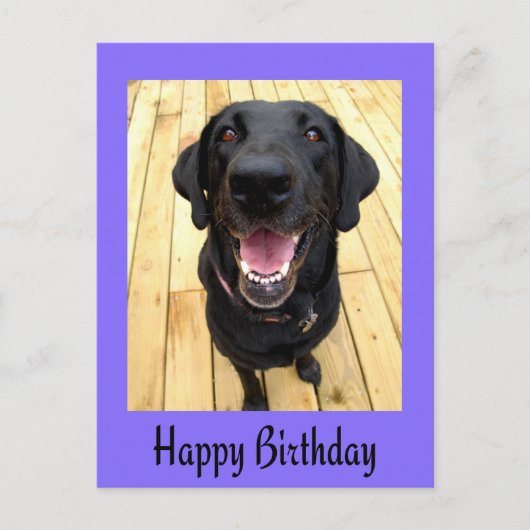 Happy Birthday Black Labrador Retriever Post Kaart (Voorkant)