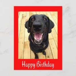 Happy Birthday Black Labrador Retriever Post Kaart
