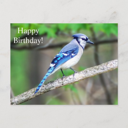 Happy Birthday Blue Jay Briefkaart (Voorkant)