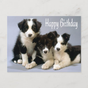 Happy Birthday Border Collie Puppy Dog Card Briefkaart
