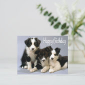 Happy Birthday Border Collie Puppy Dog Card Briefkaart (Staand voorkant)