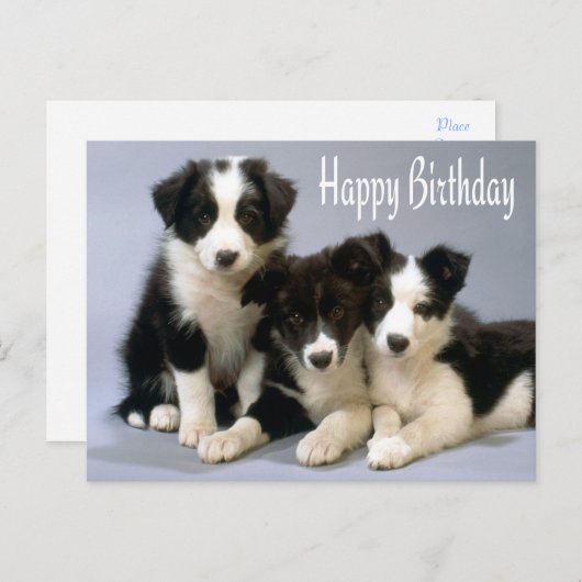 Happy Birthday Border Collie Puppy Dog Card Briefkaart (Voorkant / Achterkant)