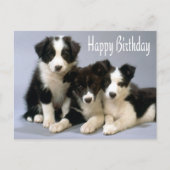Happy Birthday Border Collie Puppy Dog Card Briefkaart (Voorkant)
