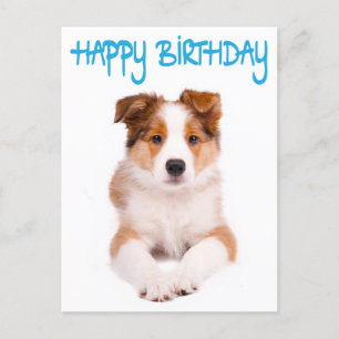 Happy Birthday Border Collie Puppy Dog Post Card Briefkaart